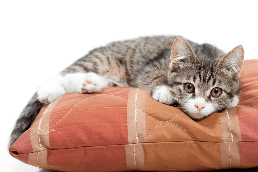 Kitten on a cushion