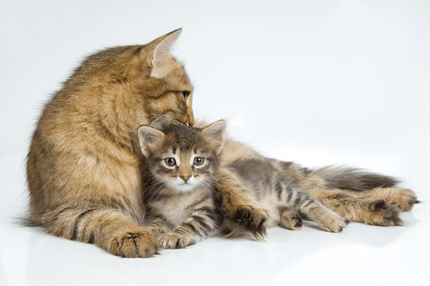 Mother and kitten