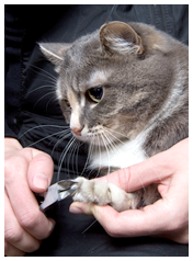 Cats nails being clipped