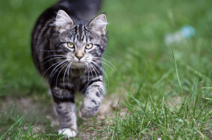 Reading cat visited by Kitty daycare reading